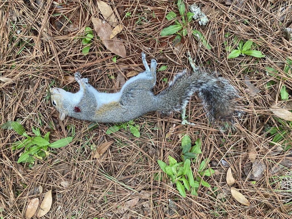 Squirrel 3.1641734778.JPG