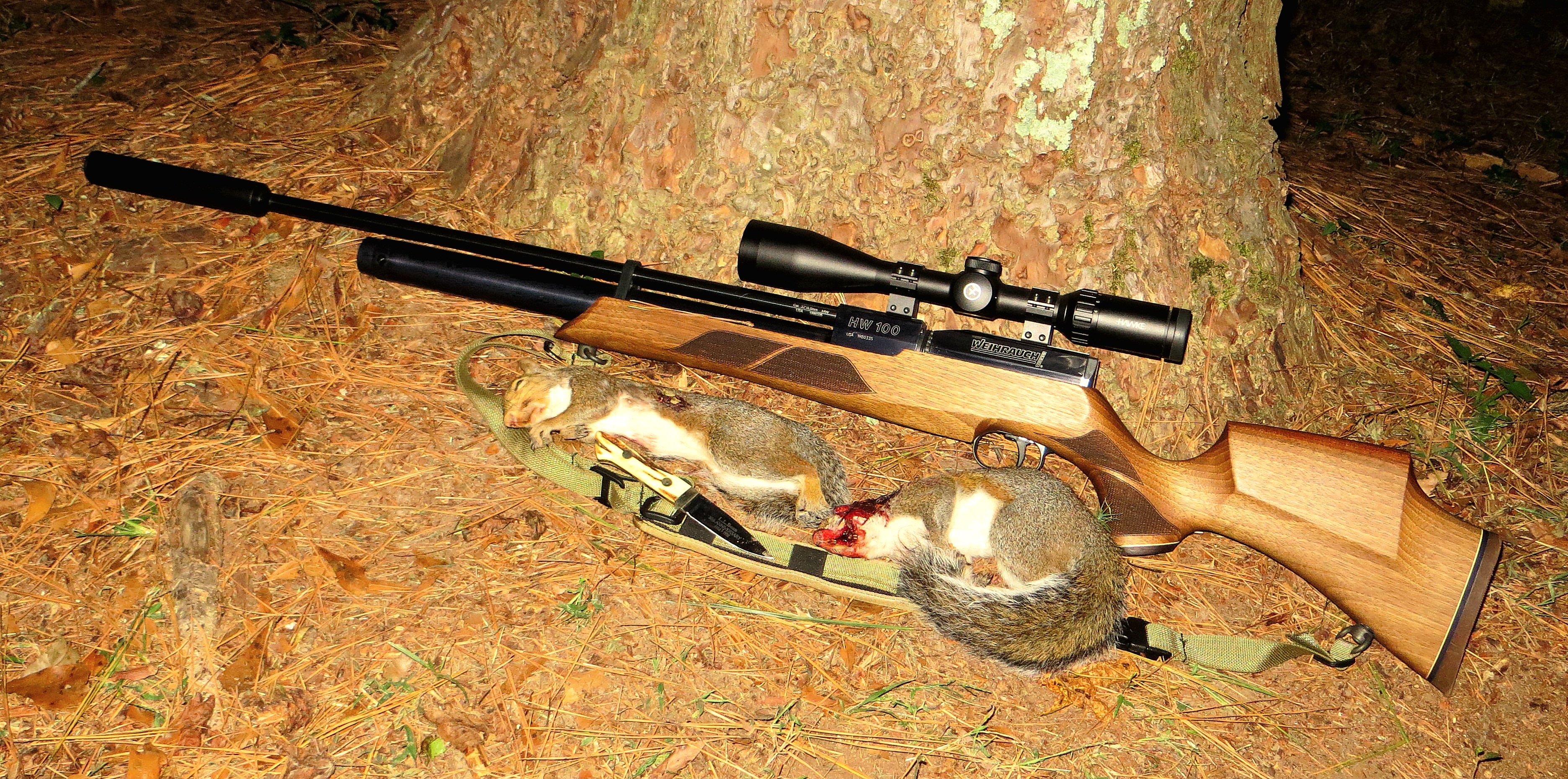 Squirrel-6-and-7-A.jpg
