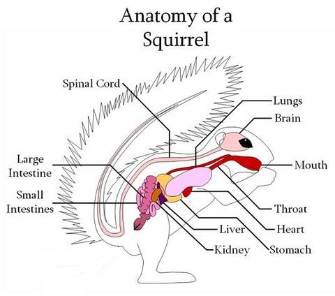 squirrel anatomy.jpg