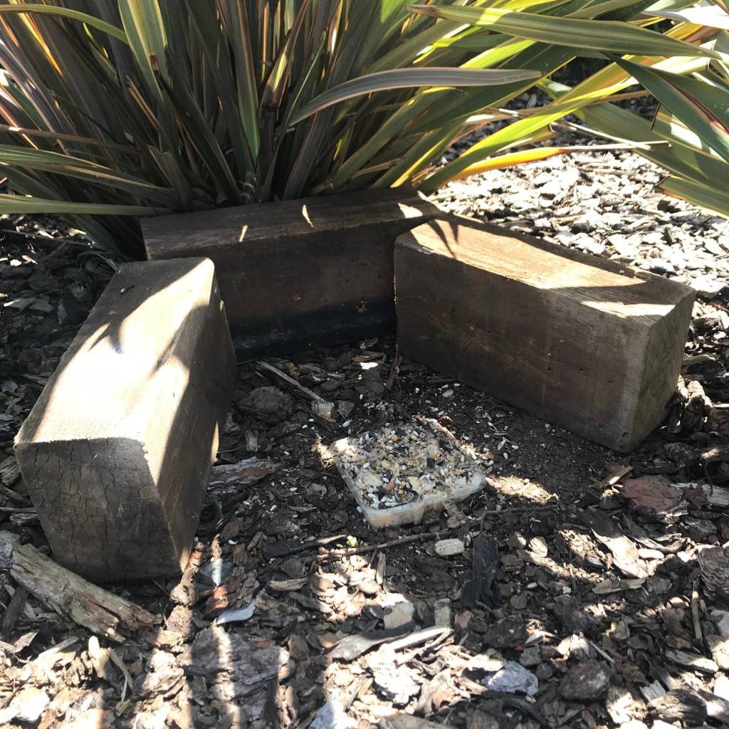 Squirrel Corral.1647622141.jpg