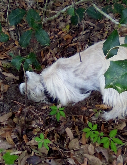 squirrel downahole.jpg
