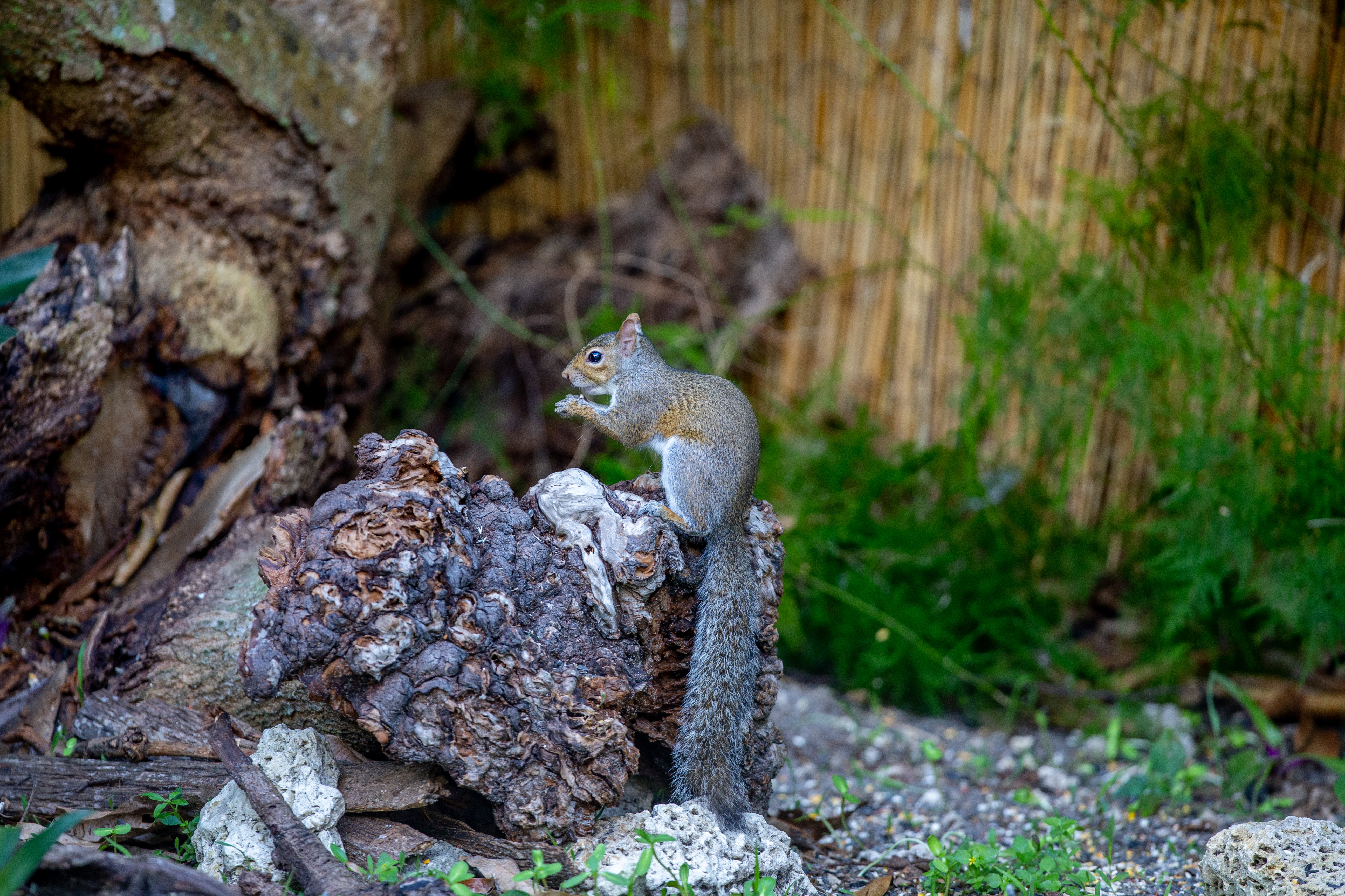 Squirrel - IMG_7883 copy.jpg