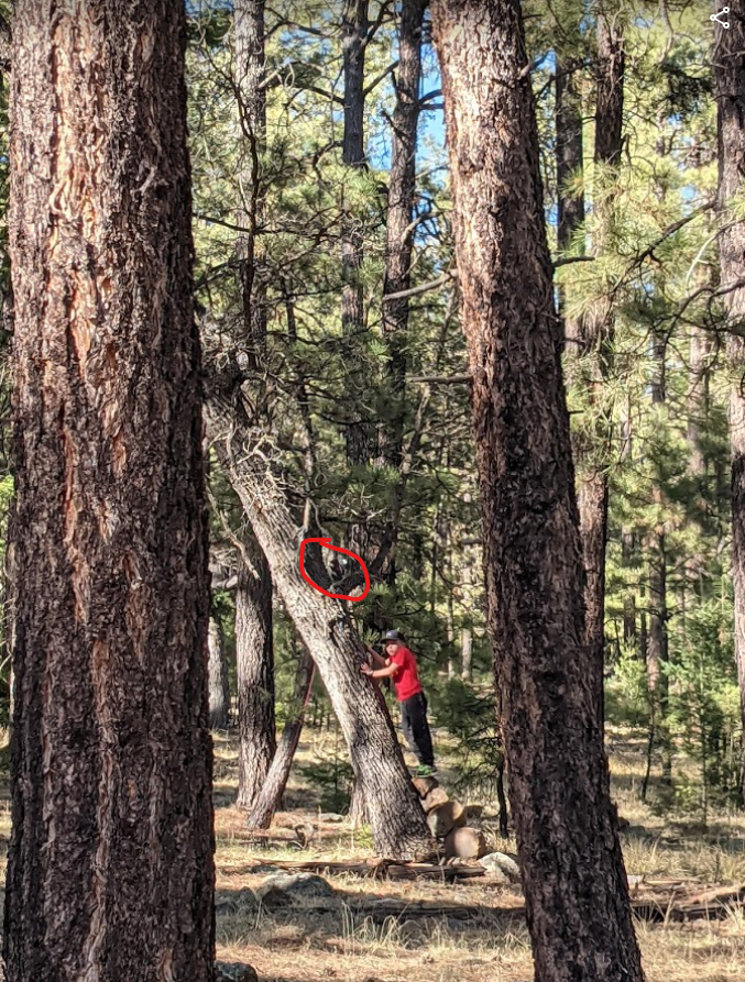squirrel in a tree.1620675467.png