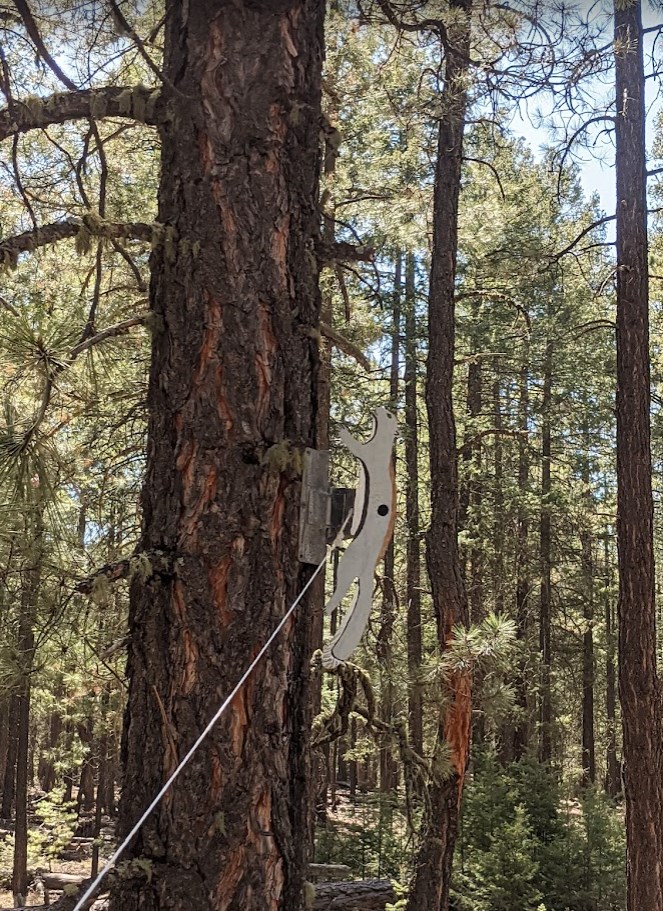 squirrel in a tree.1652682654.jpg