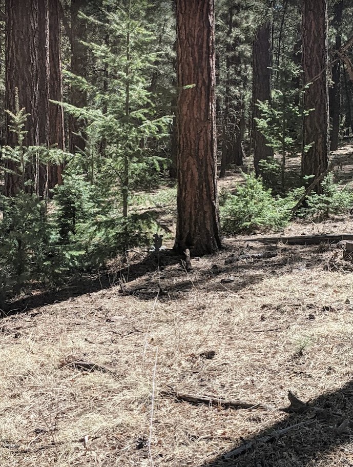 squirrel in the shade.1652683089.jpg