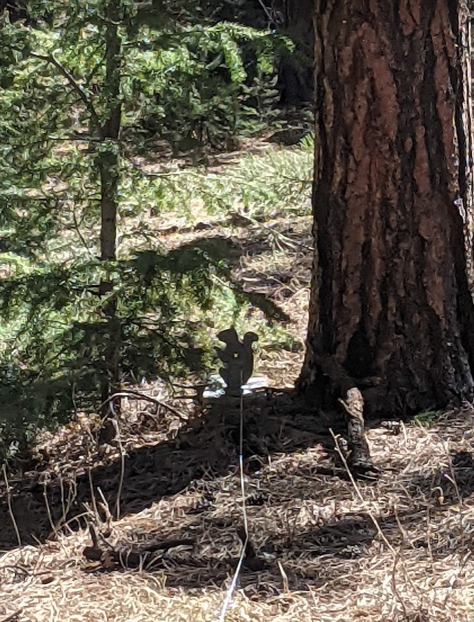 squirrel in the shade up close.1652683089.jpg
