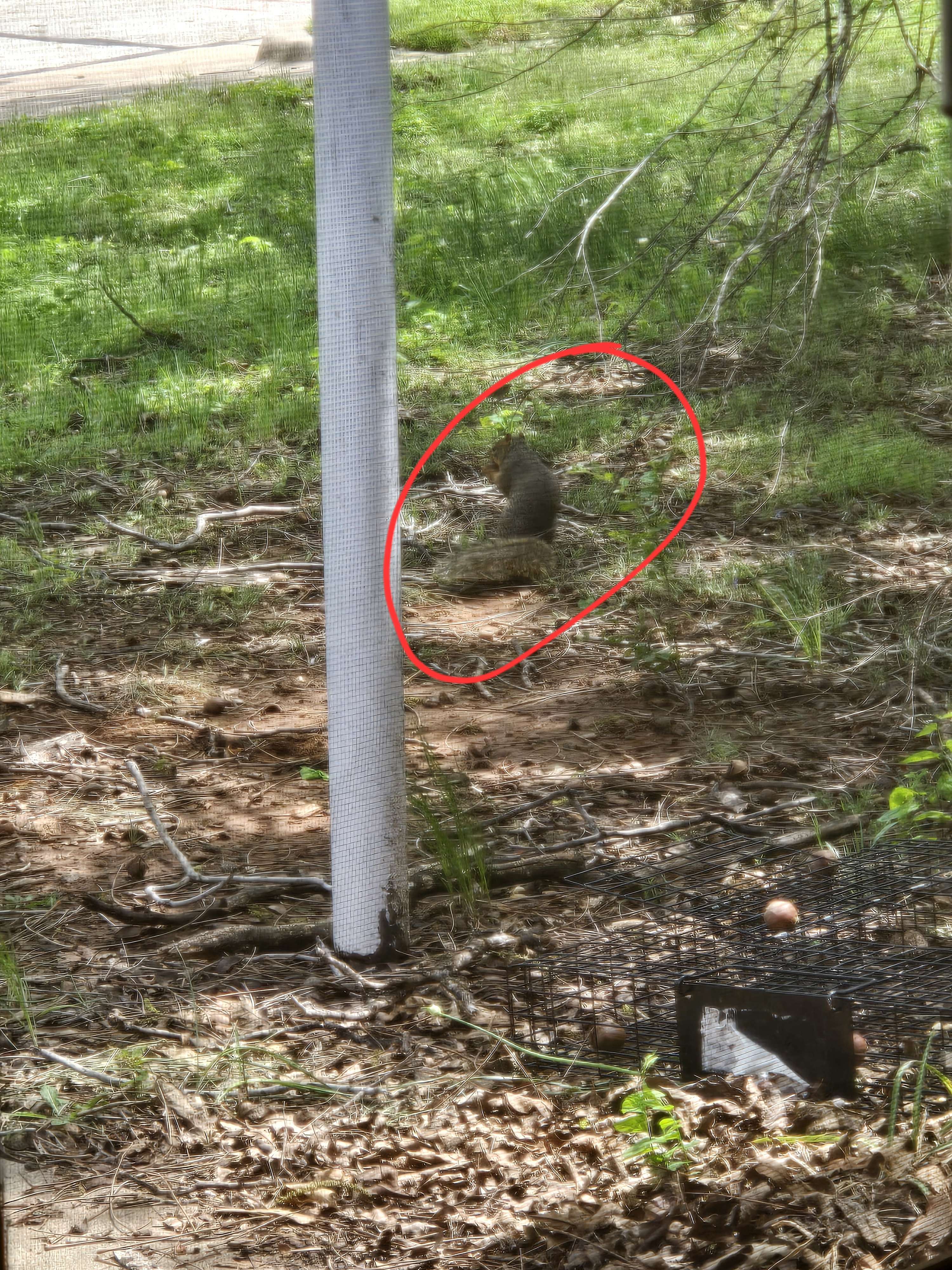 squirrel.jpg
