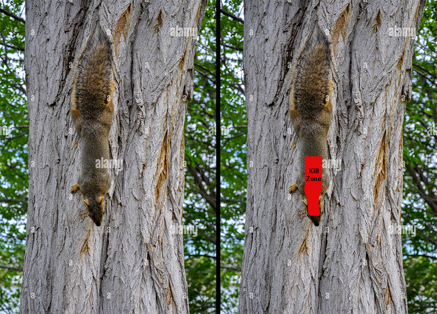 squirrel-tree.jpg