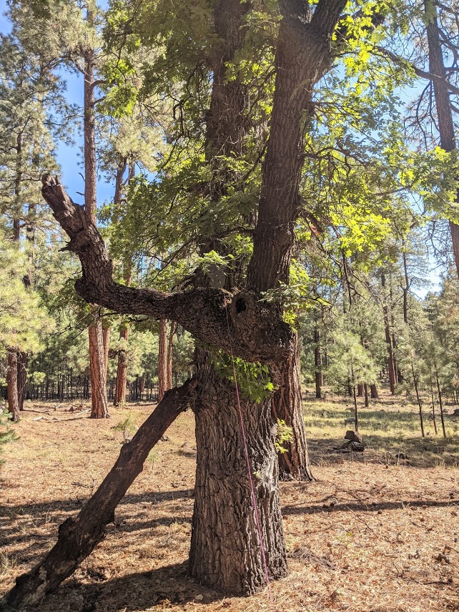 squirrel zoom.1626335757.jpg