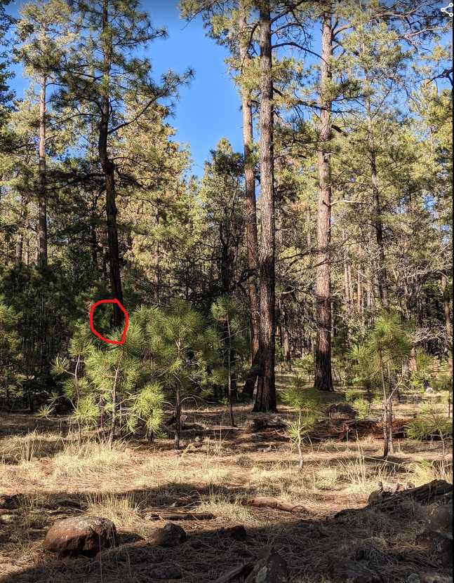squirrel zoomed out.1620676207.png
