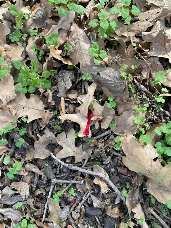 squirrel1.1639599872.jpg