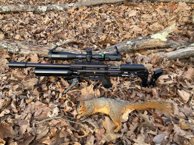 Squirrel2.jpg