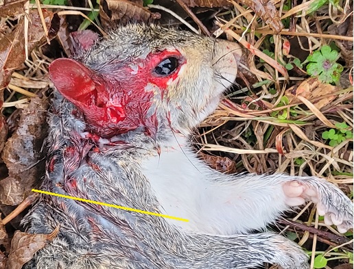 squirrelent.jpg