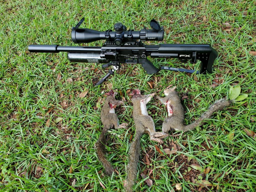 squirrels.1625243795.jpg