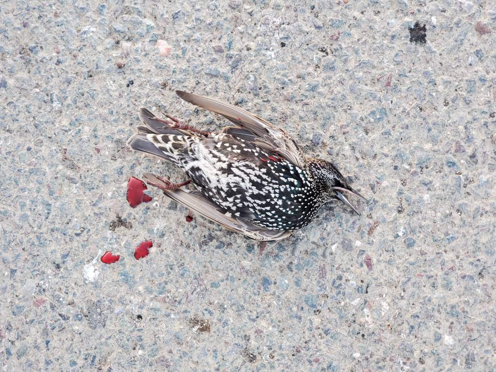 Starling.1610861920.jpg
