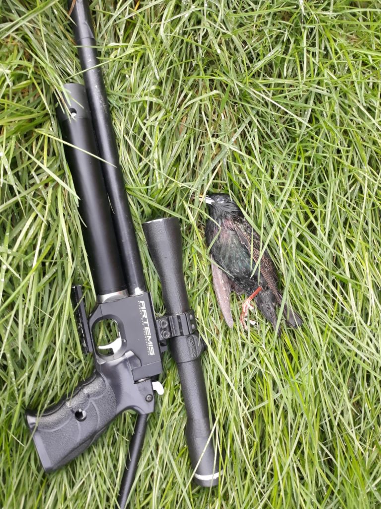 starling.1612797730.jpg