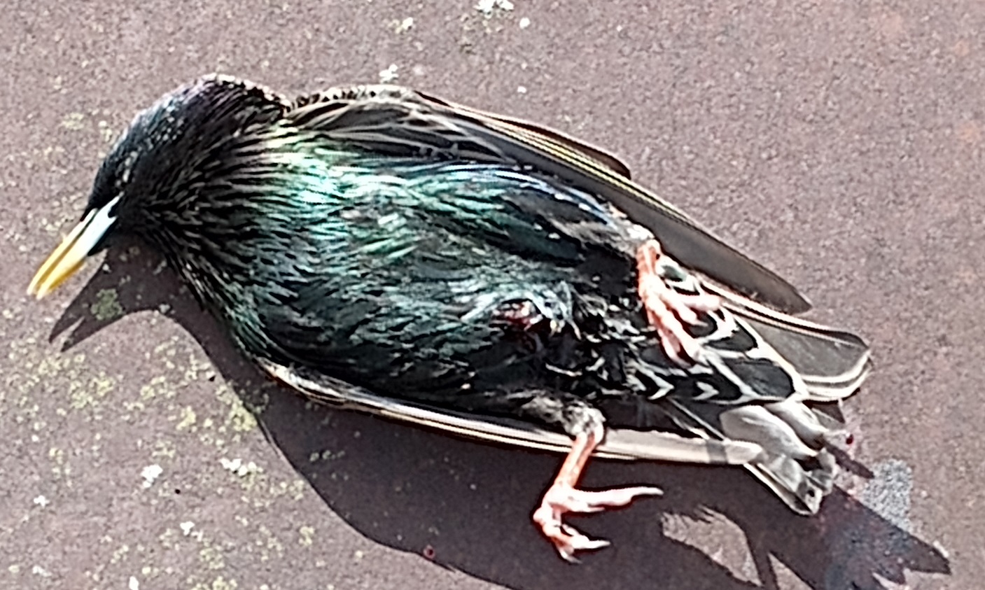 Starling-Eclipse.jpg