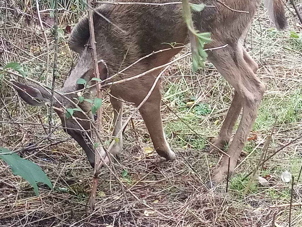 Stubby.1607444587.jpg
