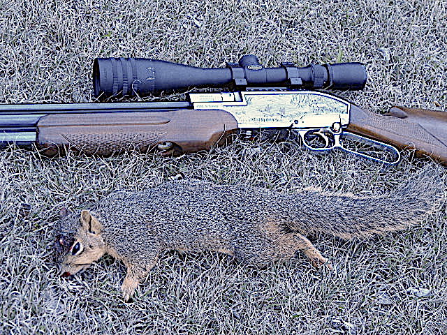 Sumatra squirrel.1600222473.JPG