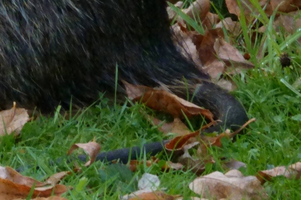 tail.1634996439.JPG
