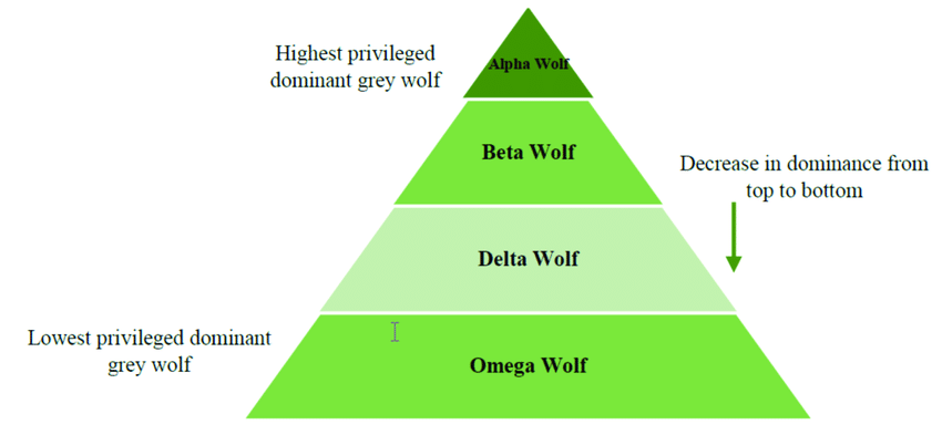 The-dominance-hierarchy-of-grey-wolves.1602294461.png