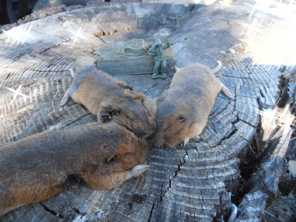 The Gopher War.1623342864.JPG
