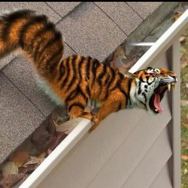 tiger squirrel.jpg