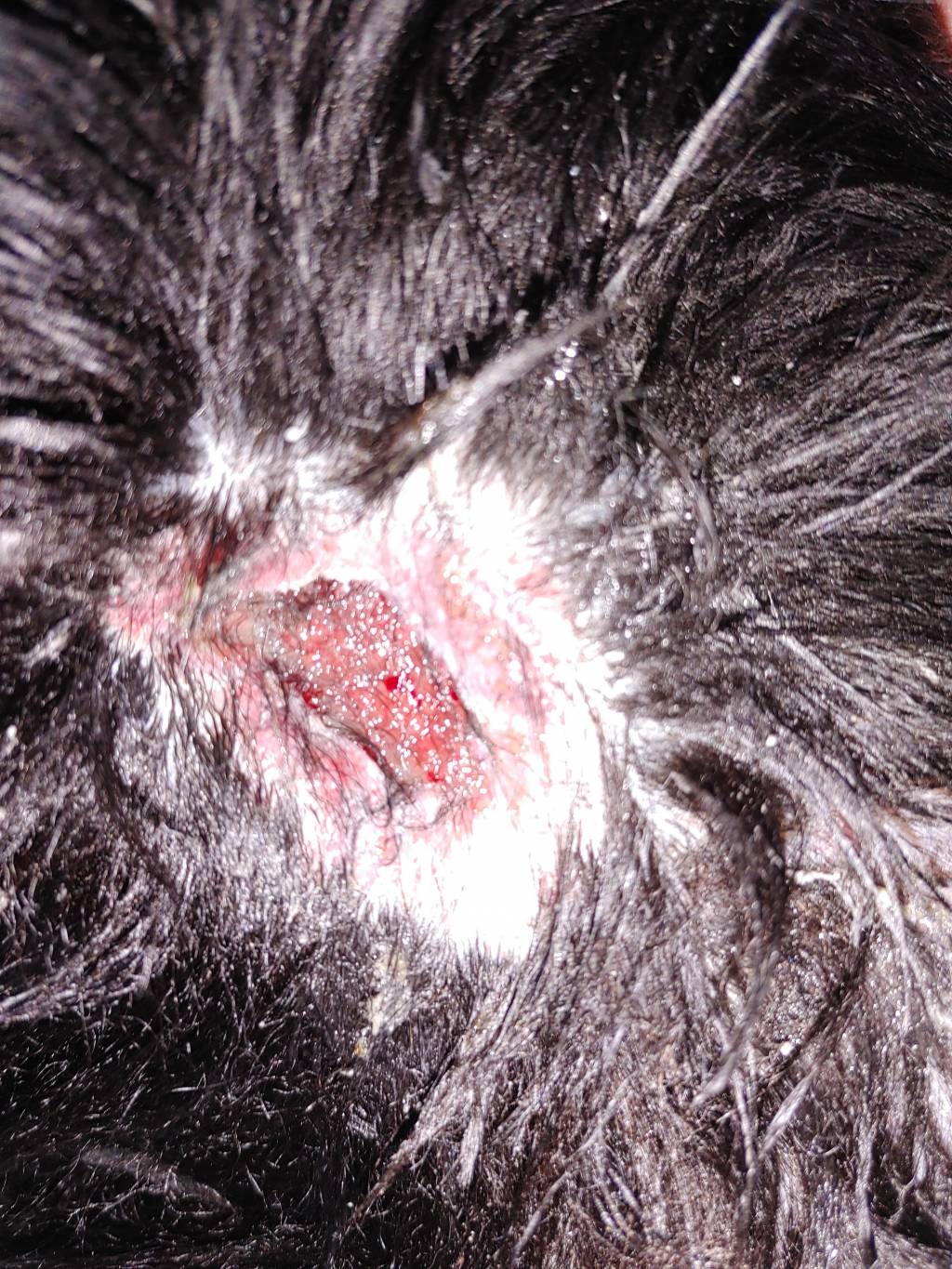 titus infection.1646368282.jpg