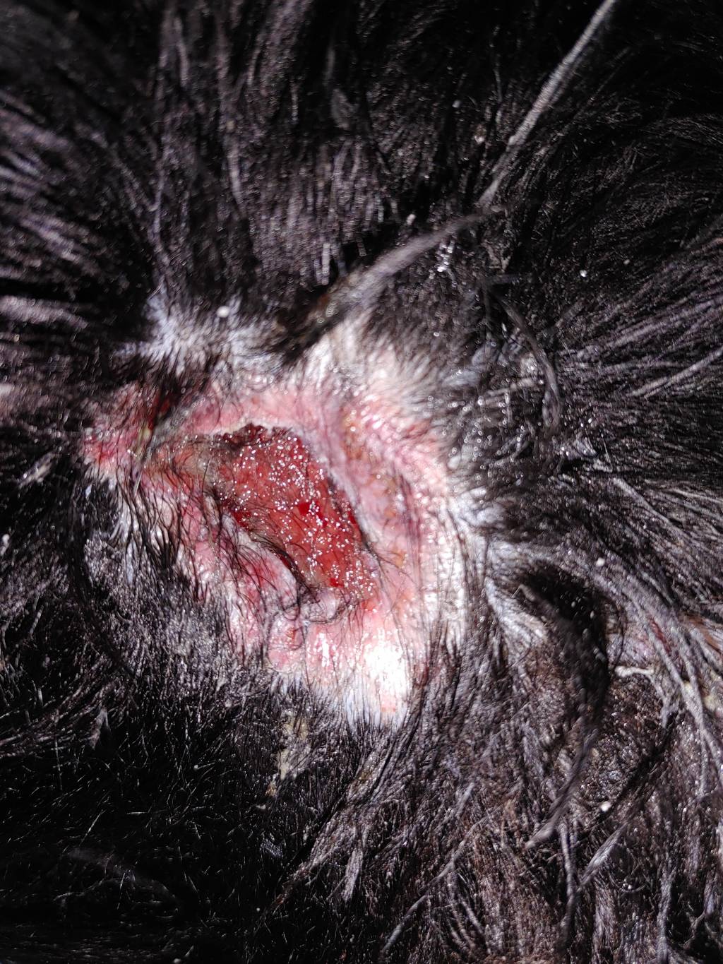 titus wound.1646368284.jpg