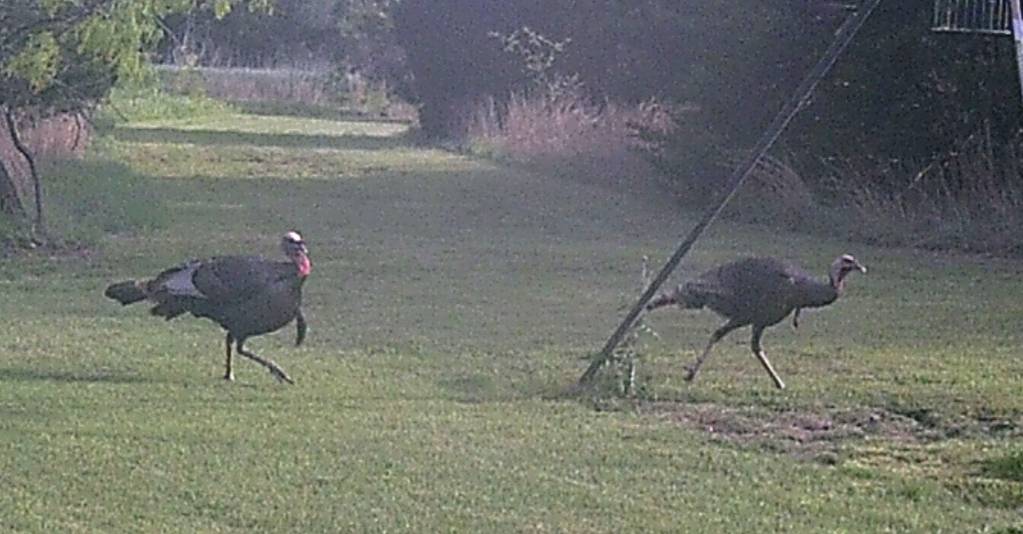 Tom and bearded hen.1623516947.JPG
