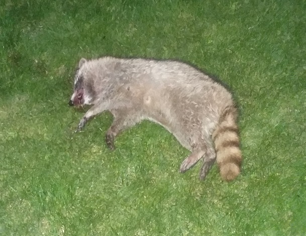 Trash panda 5-25-2022.jpg