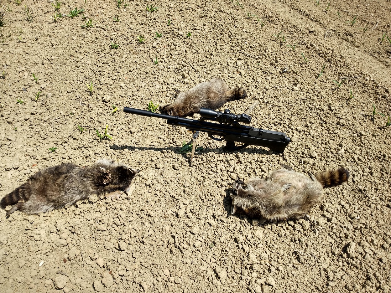 trash-pandas.jpg