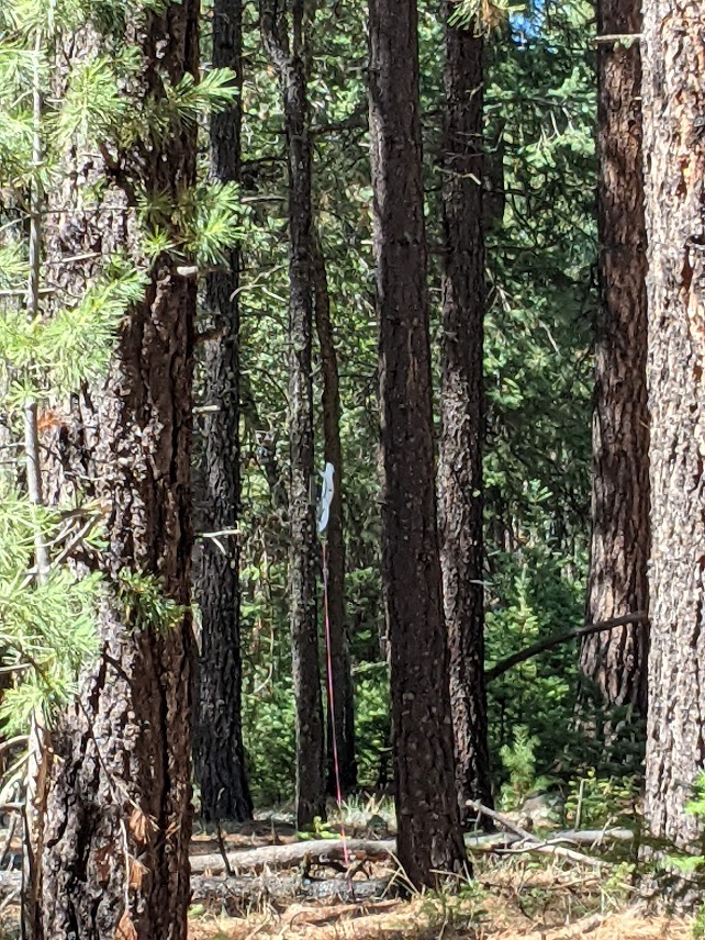 tree squirrel.1626335847.jpg