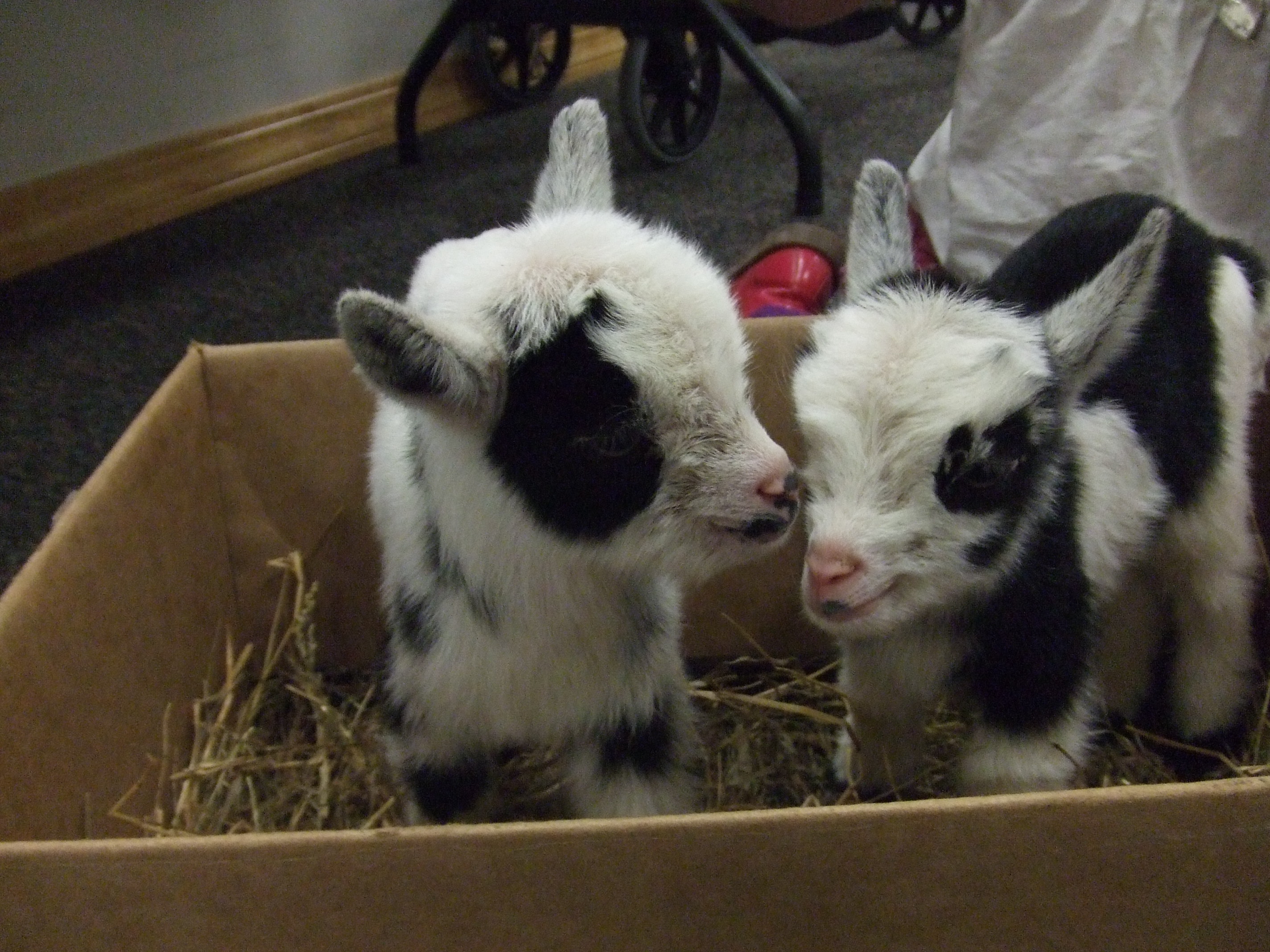 two baby goats.jpg