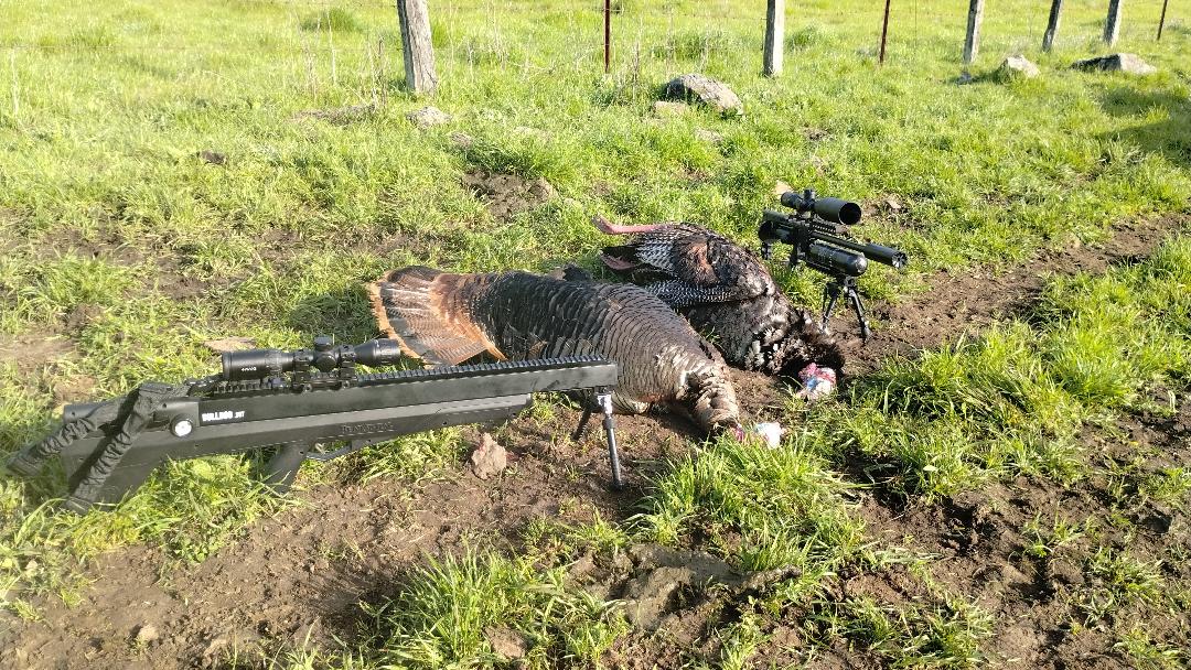 Twoturkeys2025.jpg