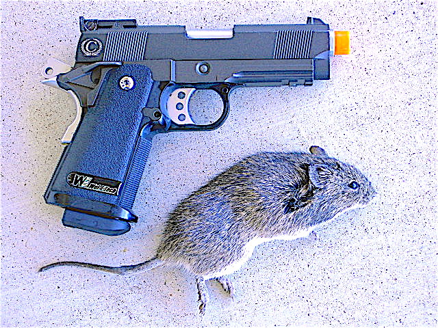 WE rat.JPG