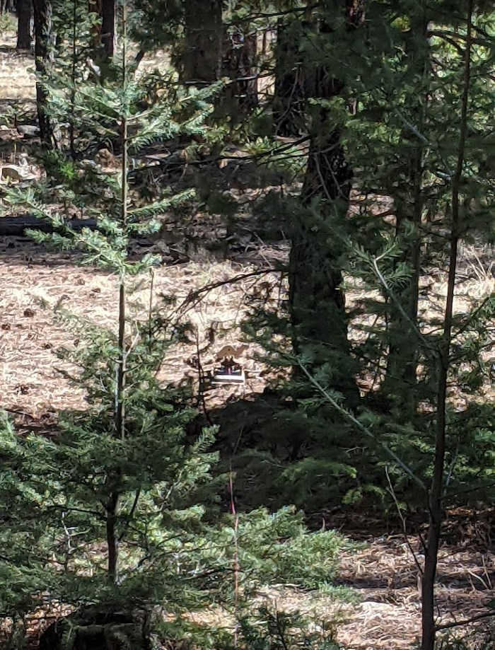 weasel.1652676628.jpg