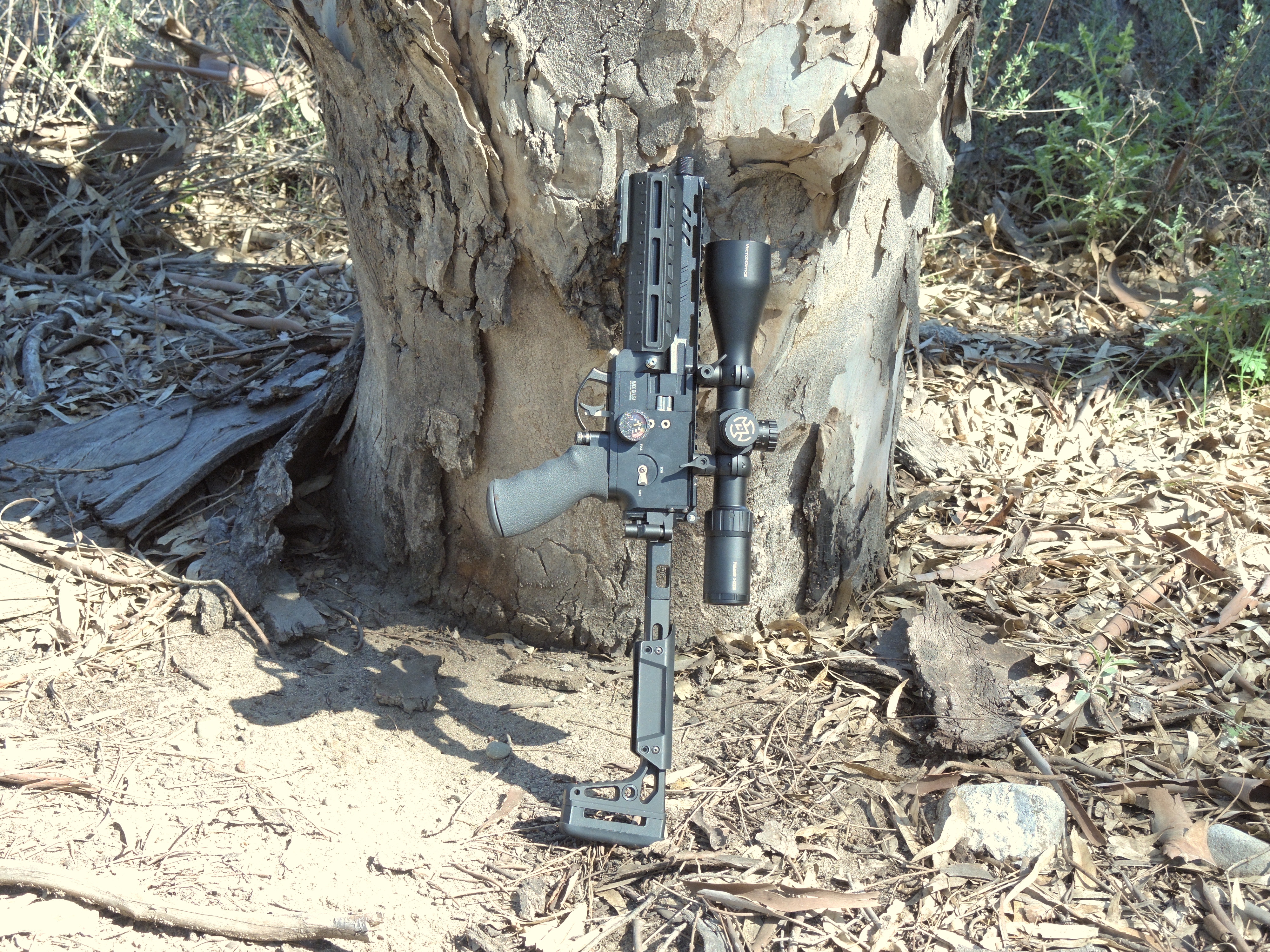 Western Mordax 1.JPG