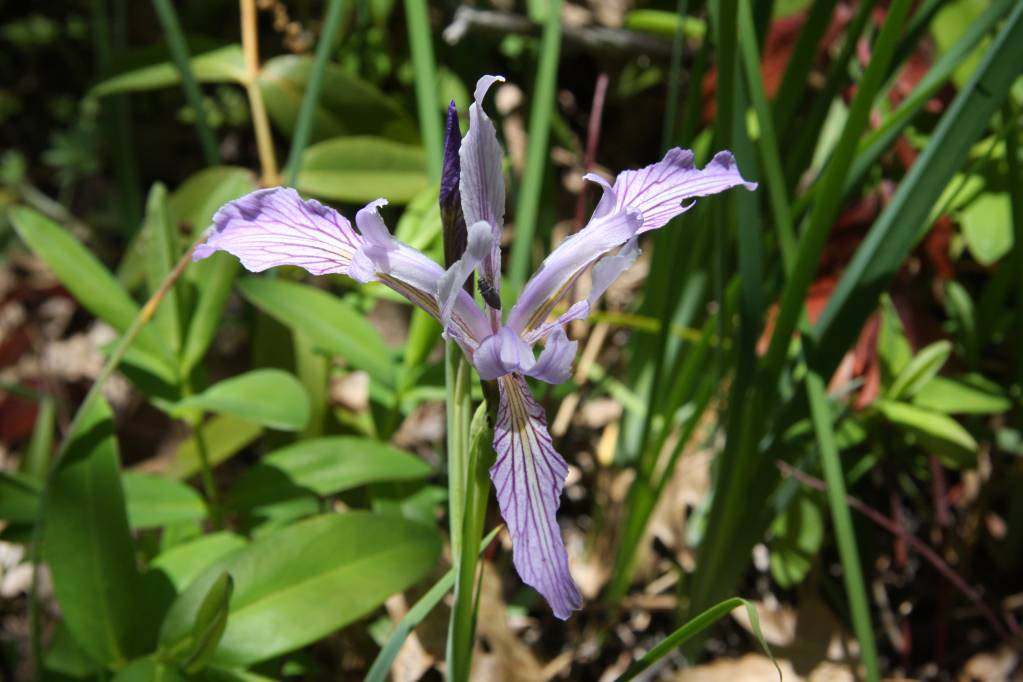 wild iris 2.1622047963.JPG