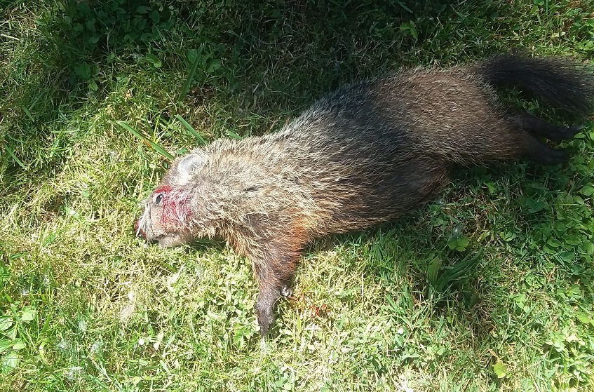 woodchuck 6-24-2022.jpg