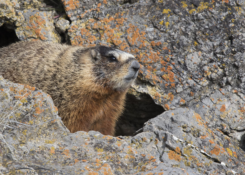 yellow-bellied-marmot-rocks-mia-mcpherson-0224.jpg