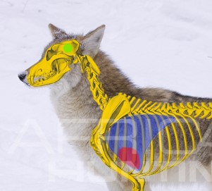 Yote shot 2.jpg