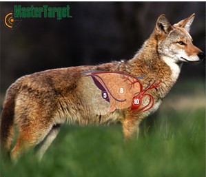 Yote shot.jpg