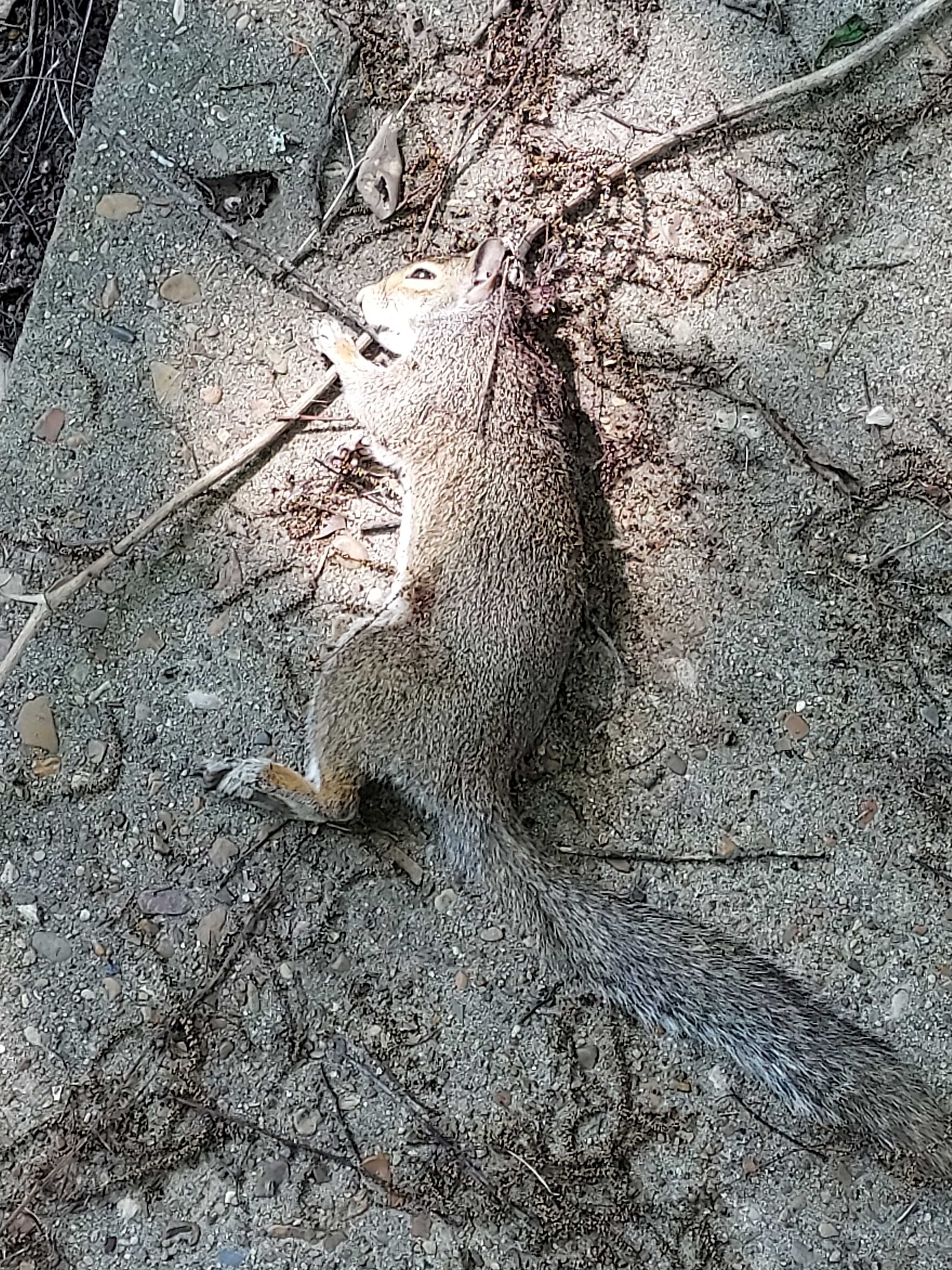 Zelos Squirrel.jpg