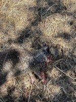 IMG_1448.jpeg IMG_1448.jpeg