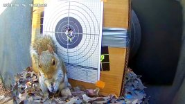 squirrelbaitaug2021a.jpg