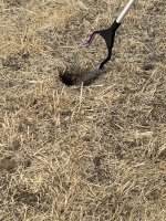 IMG_2222.jpeg