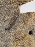 IMG_2220.jpeg