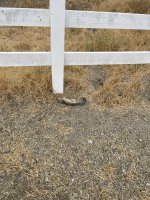 IMG_2218.jpeg