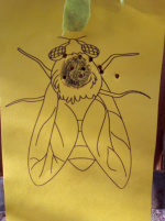 da'fly.png
